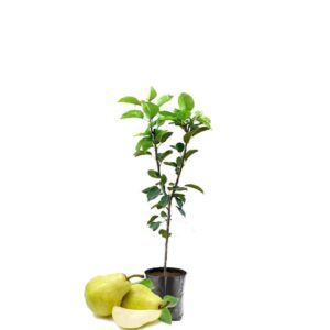নাশপাতি