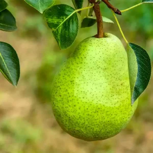 Pear-Plant_02