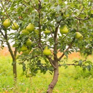 TAPOBON_N316_1735879900939_gh06xkh8sr7kd6z